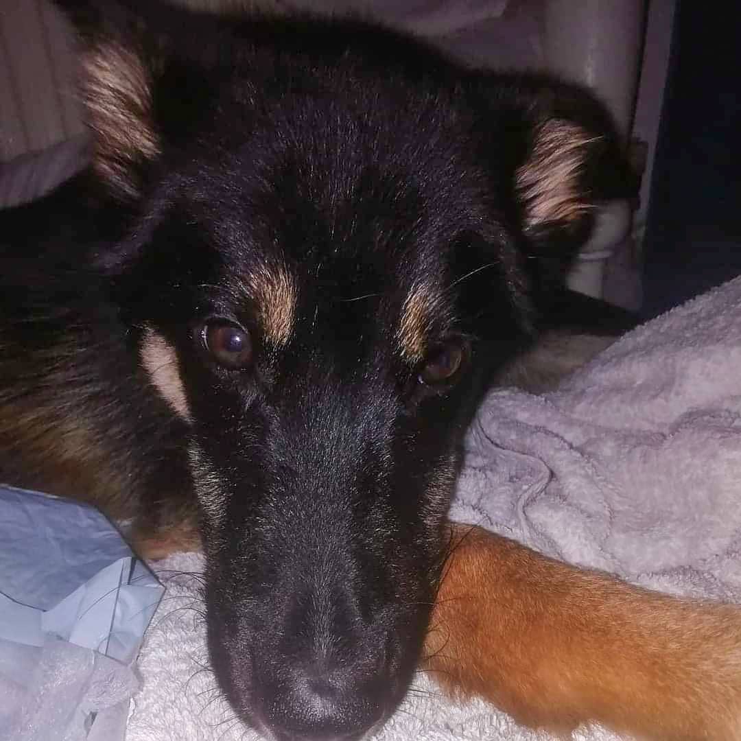 HelpForDogs1's tweet photo. SPIRIT - HELP NEEDED 
Spirit was hit by a car in Bosnia and his back was broken, instead of being looked after was left to starve and rot. He is now in the UK being looked after by our founder but we need help to aid his recovery! Please share his story ❤️
https://t.co/WolYviabbK https://t.co/mChB06lGTi