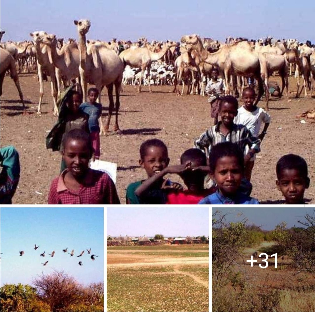 jankaeshetu1's tweet photo. #BeautifulEthiopia. Untold Story and Amazing pictures of Somali Region in Ethiopia. Those who would like to exprience the Heaven of the Desert, Somali region #Ethiopia. https://t.co/Zuq1wybP7T
#Ethiopian_Somali #land_of_origins #Beautiful_Ethiopia #Jigjiga #Ogaden #Dega_Habure https://t.co/qtlR5DDbFu