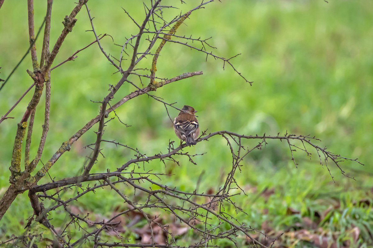 swaninga_fotos's tweet photo. Buchfink hält Ausschau #Natur #Fotografie #wildlifephotography #bird #chaffinch #TwitterNatureCommunity #NaturePhotography https://t.co/KHJZNRdLrz