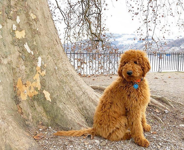 PetFreakers's tweet photo. "Sometimes Serenity is all we ask for" - Archie 💕

Credit : @adventurous_archie_cobberdog 

#instadog #doodles #doodlesoftwitter #doodlelovers #doodlelove #doodlepuppy #cutedoodle #dood #doodlesoftheworld #cutepups #dogfeature #featureyourdog #cobberdogoftwitter #petfreakers https://t.co/Lv8UFVgd5i