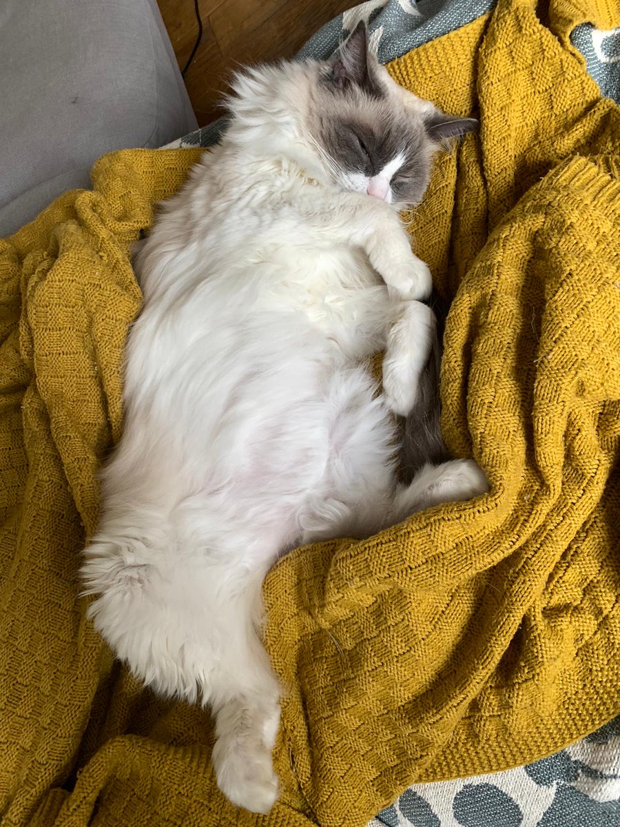There's always next year to start thinking about exercise...

#catsoftwitter #cats #mondaythoughts #Christmas #NewYear2021