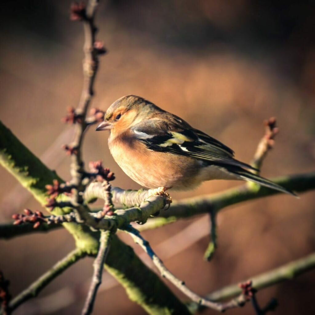 Buchfink in Brauntönen

.
.
.

#natur #nature #natuurfotografie #lightroom #fujifilm #fujifilmglobal #fujifilmxt3  #vogel #bird #vogelfotografie #birdphotography #instabird #natuurfotografie #naturfotografie_deutschland #vogelfotografie_deutschland #bird… instagr.am/p/CJWDK8zg3il/