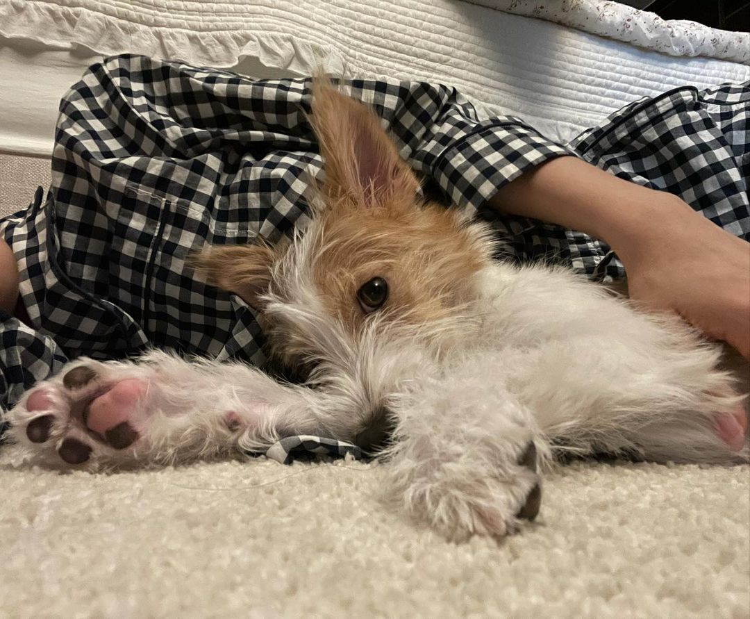 Hank_Say__Hank's tweet photo. 안뇽? 🐾

#HANK #행꾸 
@rose_are_rosii_ https://t.co/JB2T6dhqtf