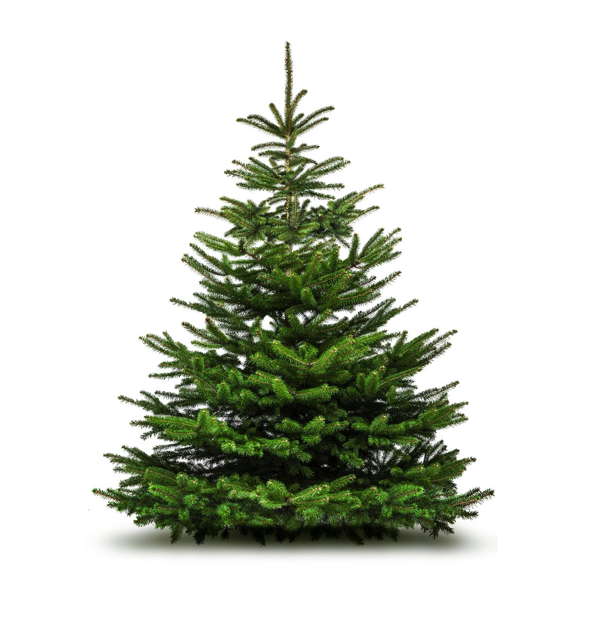 cityblm's tweet image. Crews will begin collecting discarded Christmas trees this week on bulk/brush days. Please do not bag them, &amp;amp; please remove all ornaments/lights. Please place them where you normally place bulk/brush at the curb (not in the street).