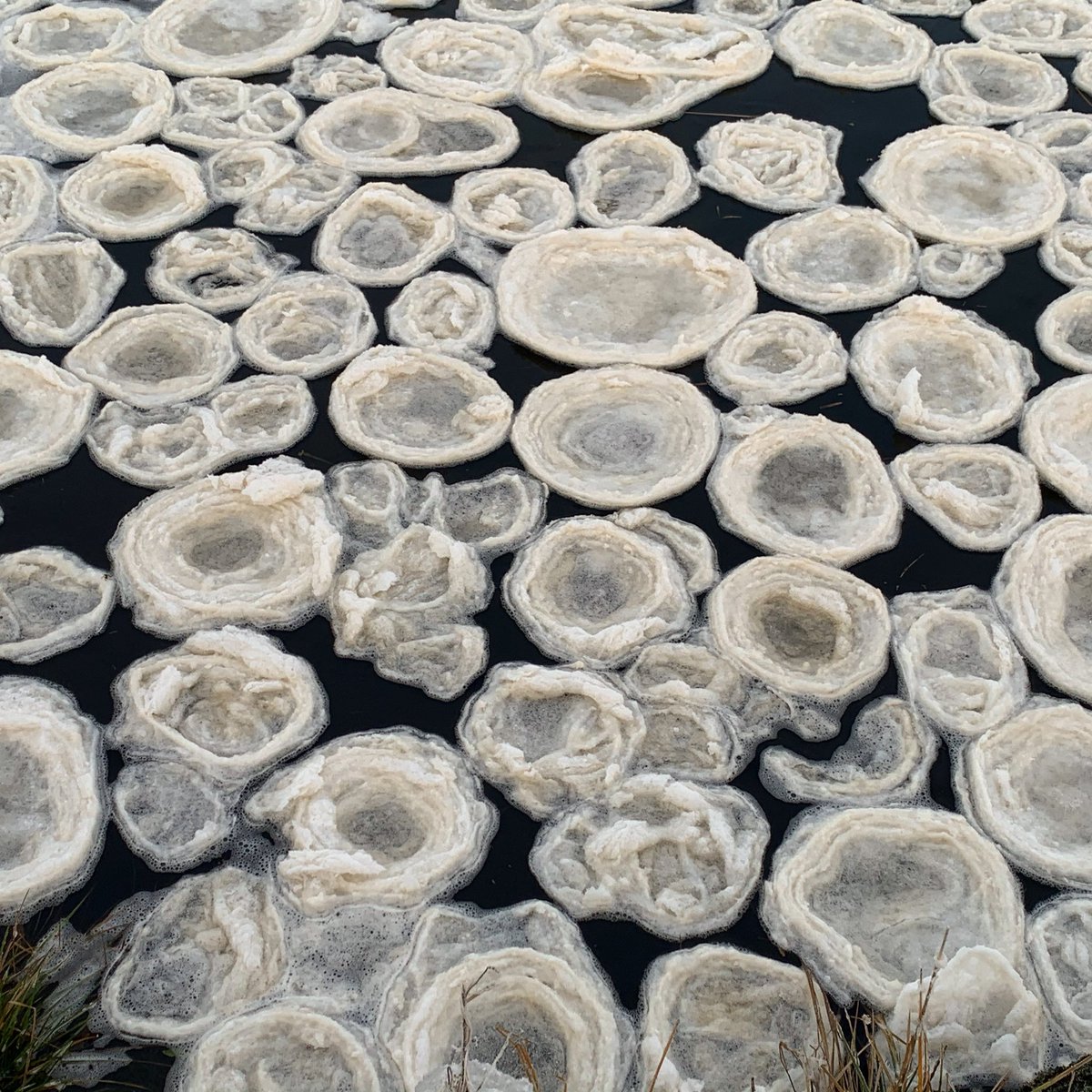 stacesterx1's tweet photo. #icepancakes #thursoriver #halkirk Caithness @SeanBattyTV #rare https://t.co/Yz8NVtWAQg