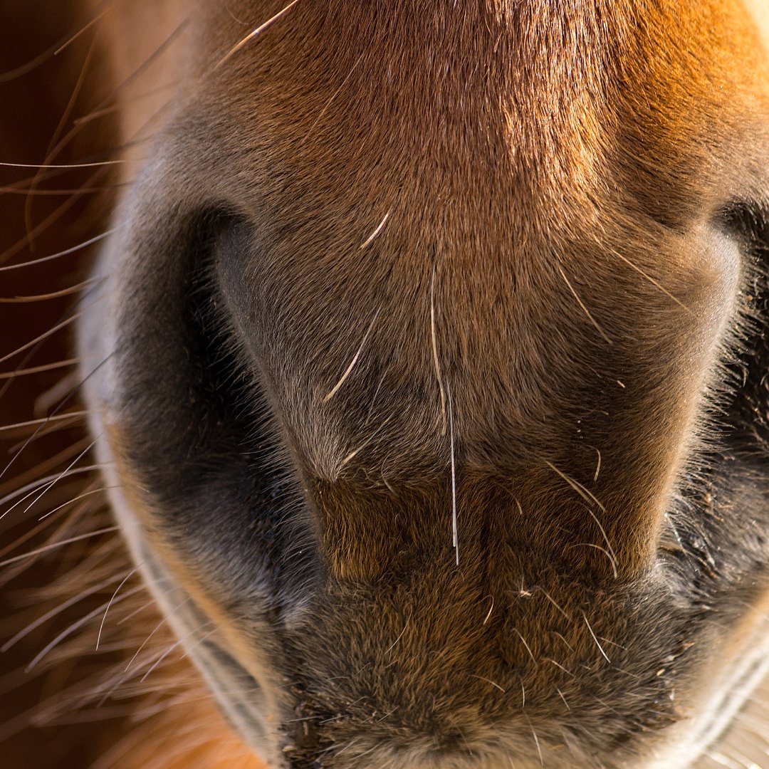 equine360apps's tweet photo. A nose like this is all the #mondaymotivation we need! How are you preparing for #2021? 
https://t.co/Ux1gGcMSok https://t.co/dr56jo8EEB