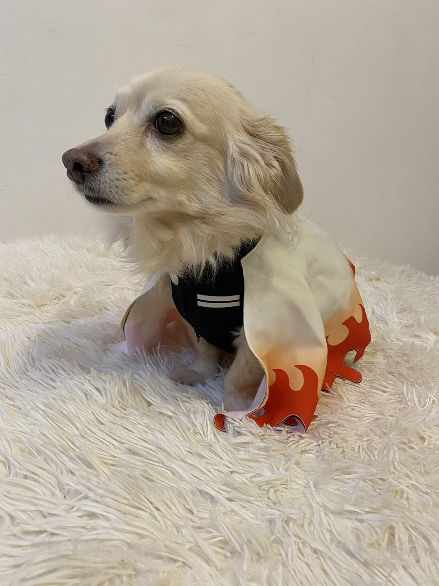 Twoucan 犬 の注目ツイート コスプレ Twoucan 犬 の注目ツイート コスプレ