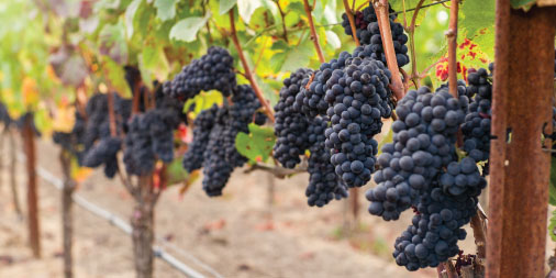 #Merlot is making a comeback: ow.ly/JnPr50CUDtQ

#hydevineyards #hydewines #carneros #napavalley #larryhyde #grapegrowers