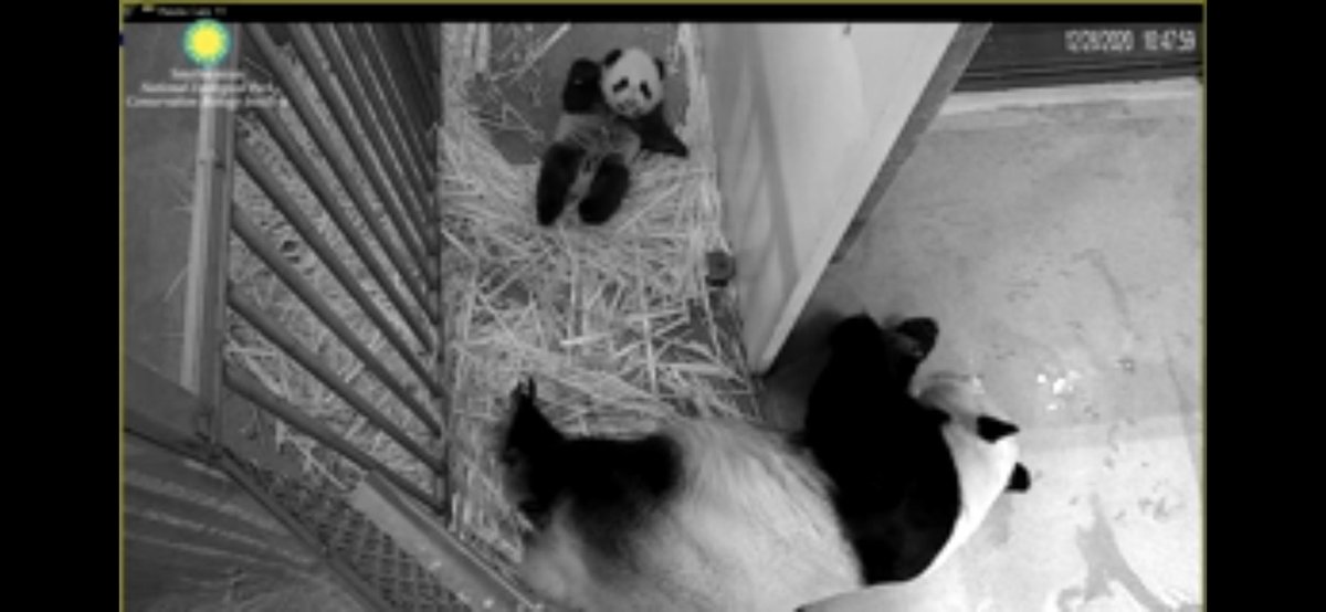pinkypanda0823's tweet photo. GMLY and Happy #MiniPandaMonday!! Will Bikkie get past @MommyMei98 ? Tune in and find out!! (Go, @CubbieTbd @DCPandaCub4 @miraclecubbull1 !!) https://t.co/a00WS605me