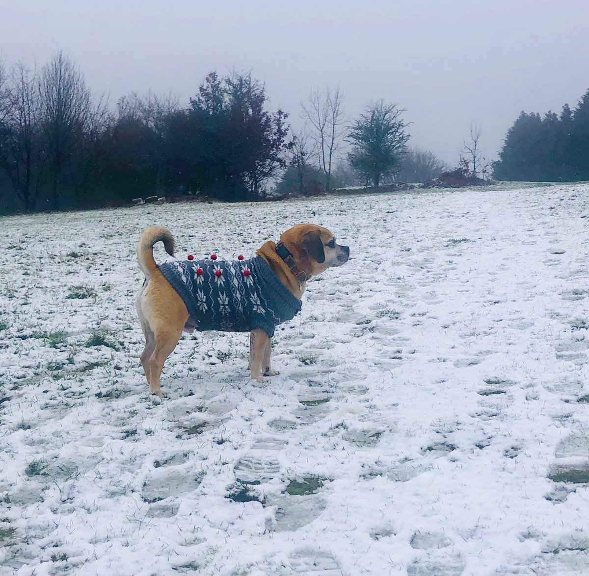 Keeping warm today in my Christmas jumper #staywarm #christmasjumpers #dogsoftwitter #snow