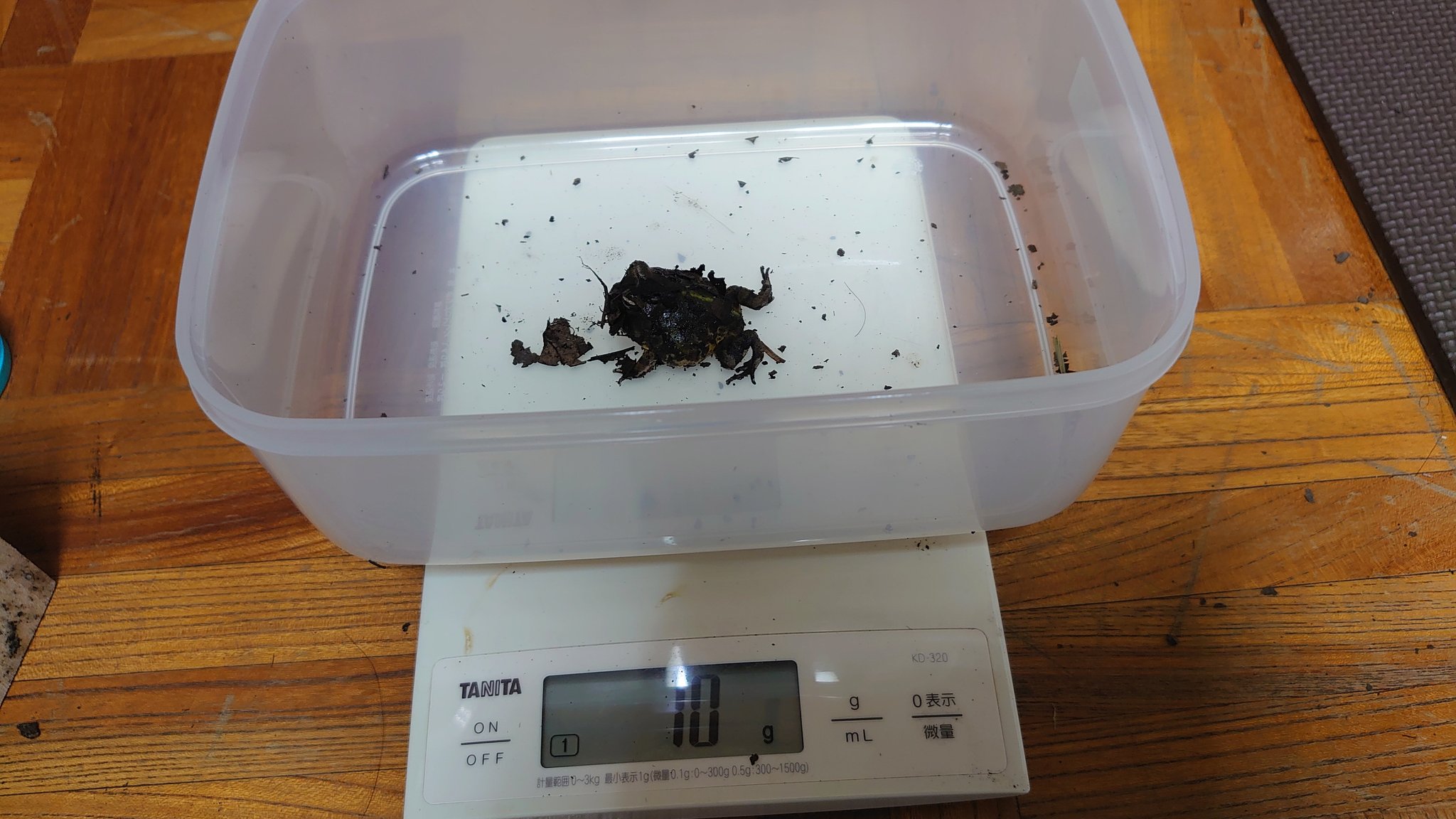 笑面虎イトちん イwト 我が家のカエルたち 種類 アルティメットツノガエル 出身 不明 アマゾンツノガエルとブラジル ツノガエルのハイブリッド 体長 10cm 体重 166g 性別 不明 飼育環境 猫用システムトイレ 腐葉土 餌 デュビア マダガスカルゴキブリ