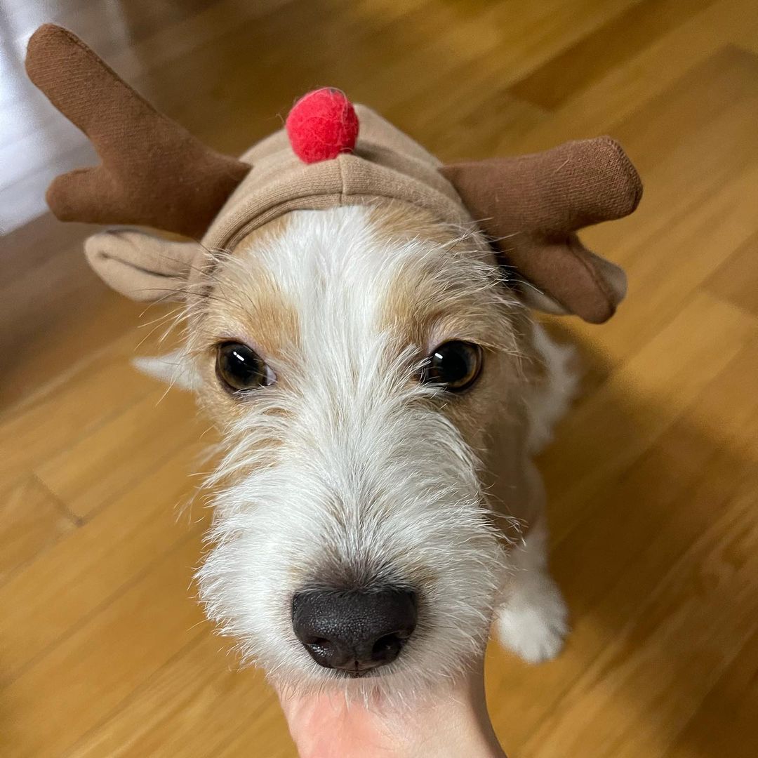 Hank_Say__Hank's tweet photo. Merry Hankmas. Hank!

#HANK #행꾸
@Hank_Say__Hank https://t.co/tyNxGyujGT