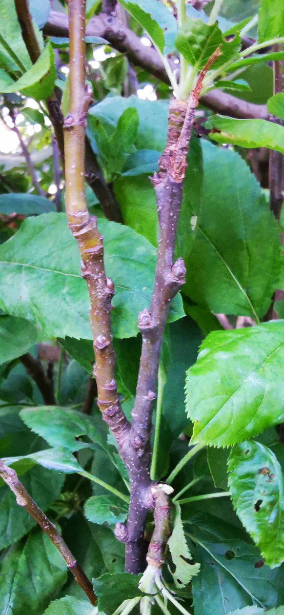 Been reading fascinating research articles on bud dormancy of woody perennial fruit trees (e.g. grapes, peaches...).  #Did_you_know that, temperate woody perennial trees have buds that help them overcome freeze injury (low temperatures) through bud dormancy.During winter due..