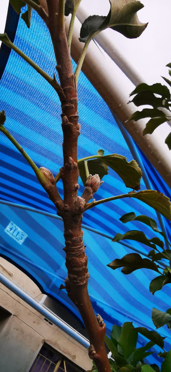 ... to short-day light conditions (photoperiod) & low temperatures, buds undergo bud dormancy (ceasation of visible growth) & dehydration (to allow for supercooling), in preparation for low temperature experience.At the end of winter/start of spring, reproductive buds break...