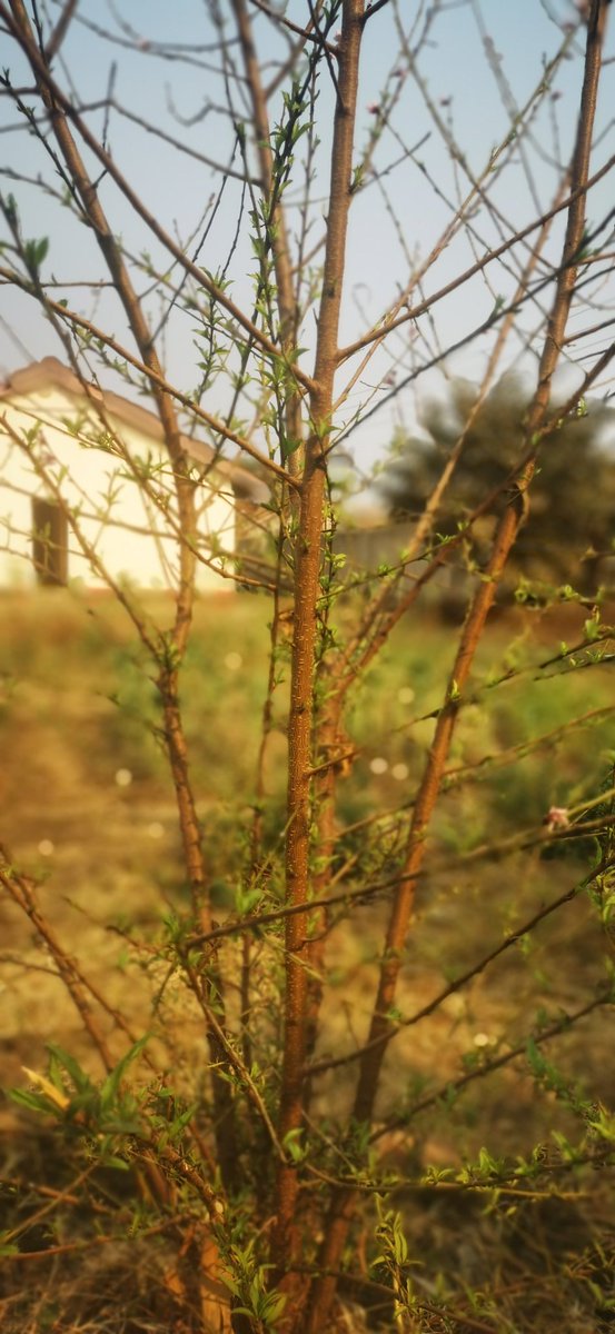 ... to short-day light conditions (photoperiod) & low temperatures, buds undergo bud dormancy (ceasation of visible growth) & dehydration (to allow for supercooling), in preparation for low temperature experience.At the end of winter/start of spring, reproductive buds break...