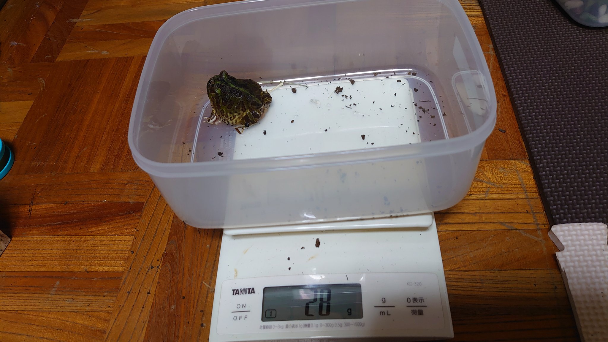 笑面虎イトちん イwト 我が家のカエルたち 種類 アルティメットツノガエル 出身 不明 アマゾンツノガエルとブラジル ツノガエルのハイブリッド 体長 10cm 体重 166g 性別 不明 飼育環境 猫用システムトイレ 腐葉土 餌 デュビア マダガスカルゴキブリ