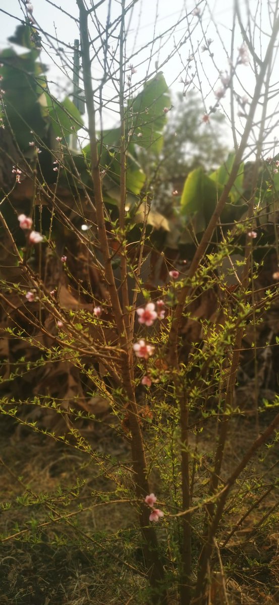 ... dormancy either through chilling requirements or plant hormone balances (abscisic acid vs cytokinin & gibberellin) & start flowering to give the fruit.With climate change predictions indicating severe changes in temperatures & rainfall pattern , its time plant breeders...