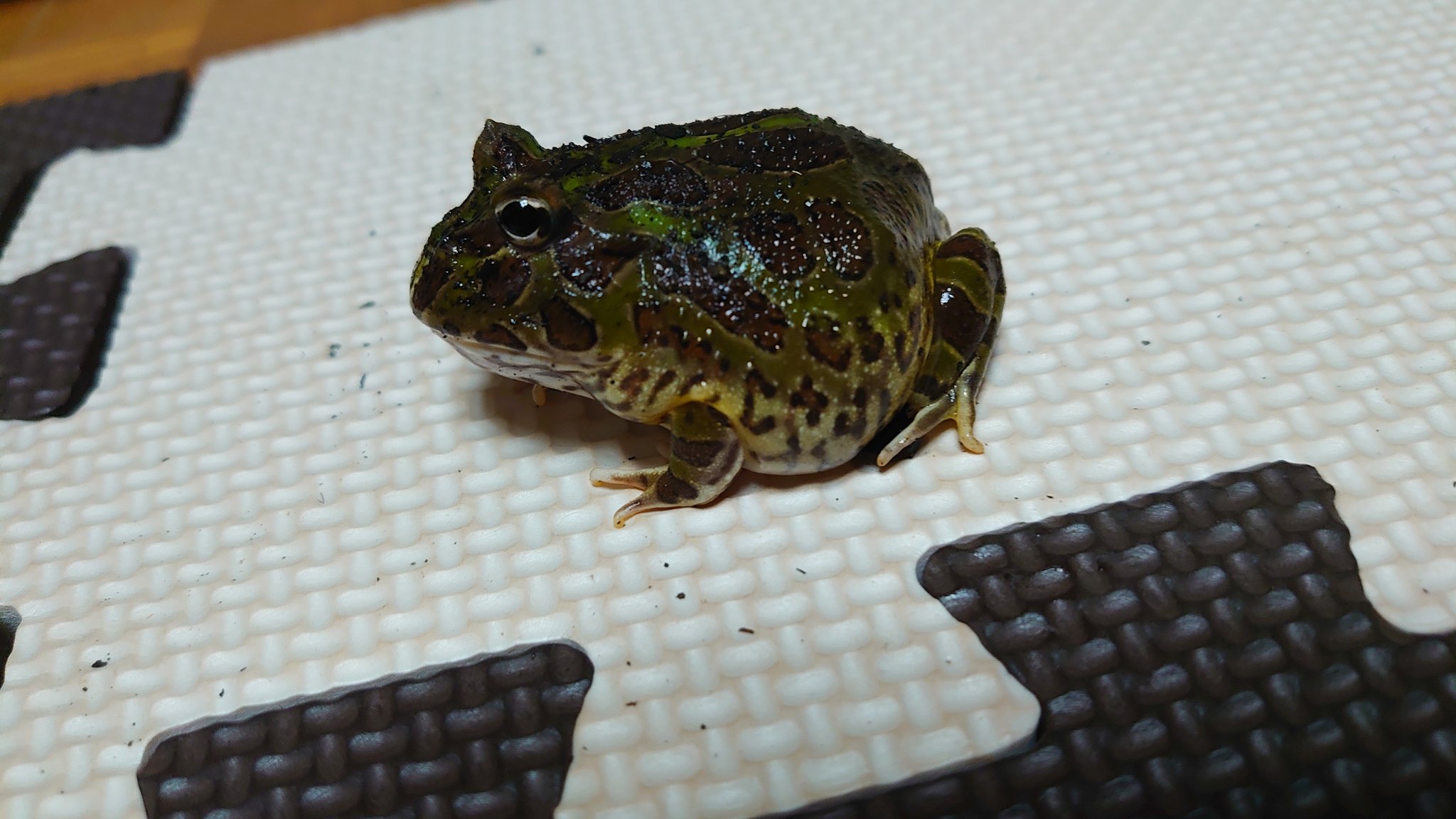 笑面虎イトちん イwト 我が家のカエルたち 種類 アルティメットツノガエル 出身 不明 アマゾンツノガエルとブラジル ツノガエルのハイブリッド 体長 10cm 体重 166g 性別 不明 飼育環境 猫用システムトイレ 腐葉土 餌 デュビア マダガスカルゴキブリ