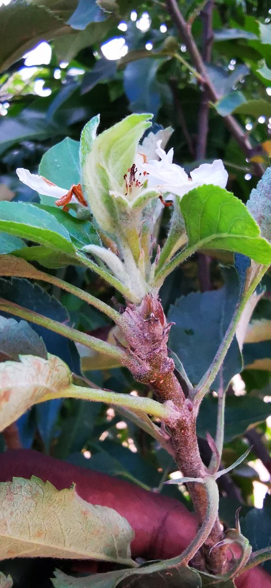 ... dormancy either through chilling requirements or plant hormone balances (abscisic acid vs cytokinin & gibberellin) & start flowering to give the fruit.With climate change predictions indicating severe changes in temperatures & rainfall pattern , its time plant breeders...