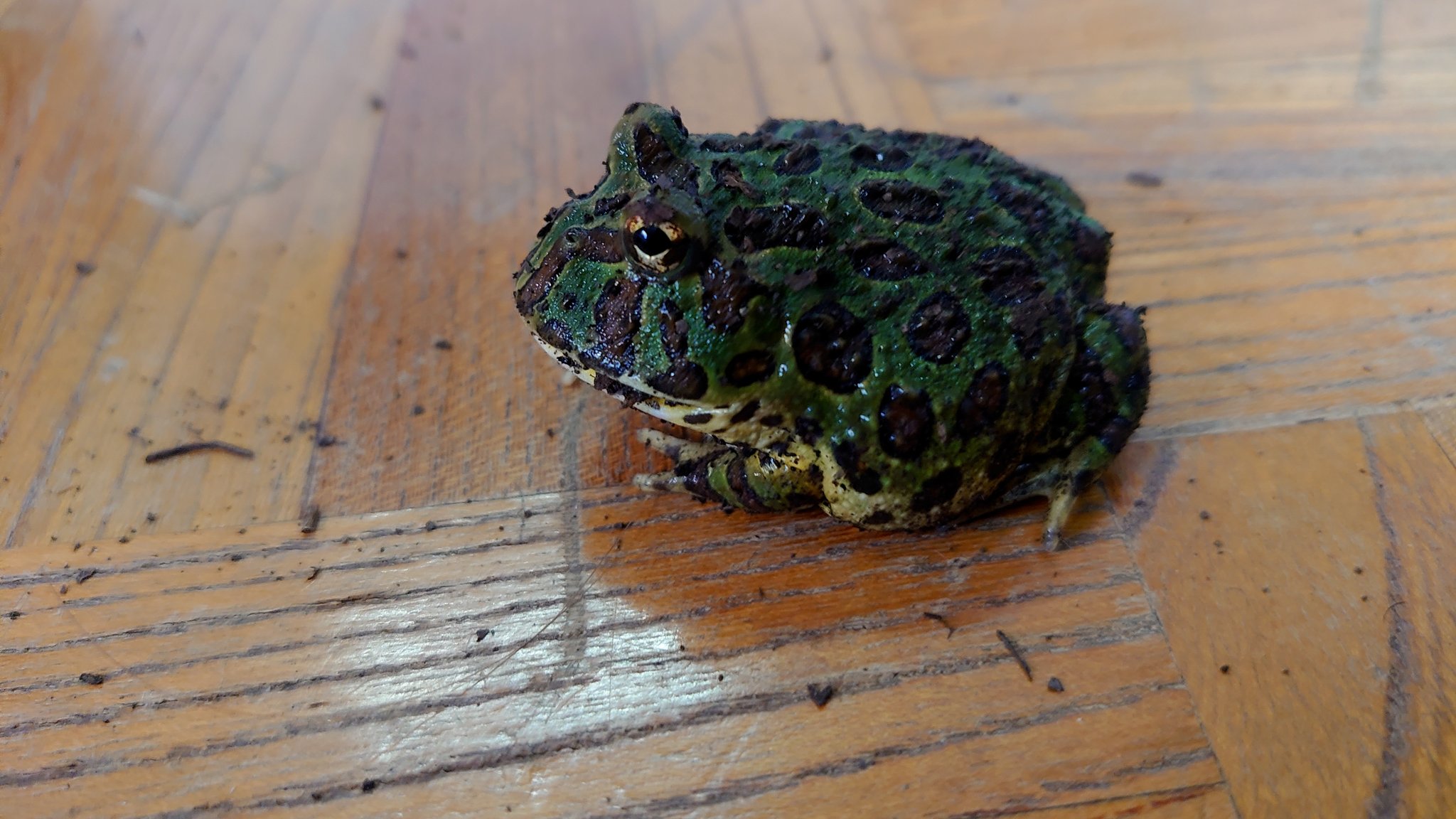 笑面虎イトちん イwト 我が家のカエルたち 種類 アルティメットツノガエル 出身 不明 アマゾンツノガエルとブラジル ツノガエルのハイブリッド 体長 10cm 体重 166g 性別 不明 飼育環境 猫用システムトイレ 腐葉土 餌 デュビア マダガスカルゴキブリ