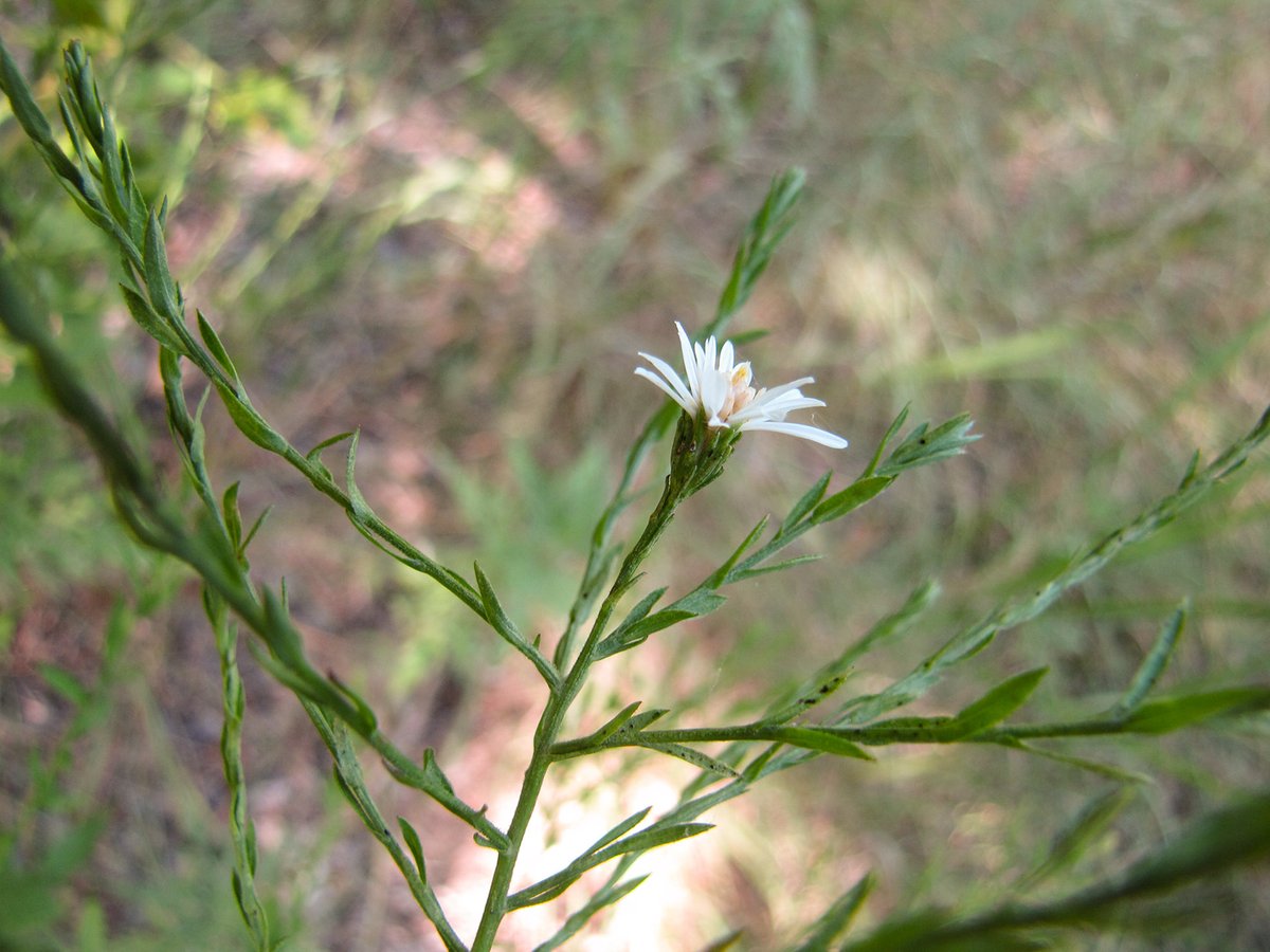 Meet the December bloomer.  Drummond's aster, a member of the sunflower family, can be seen blooming into the new year from Dallas-Fort Worth south.
tpwmagazine.com/archive/2020/d…