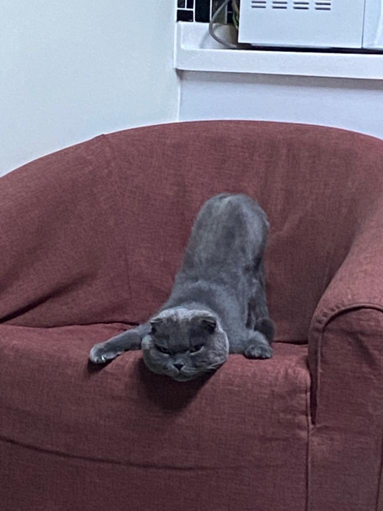 normacin's tweet photo. Akıcı bir gündemle karşınızdayız 🤣 #kedi #leonbey https://t.co/okkvPbzzFG