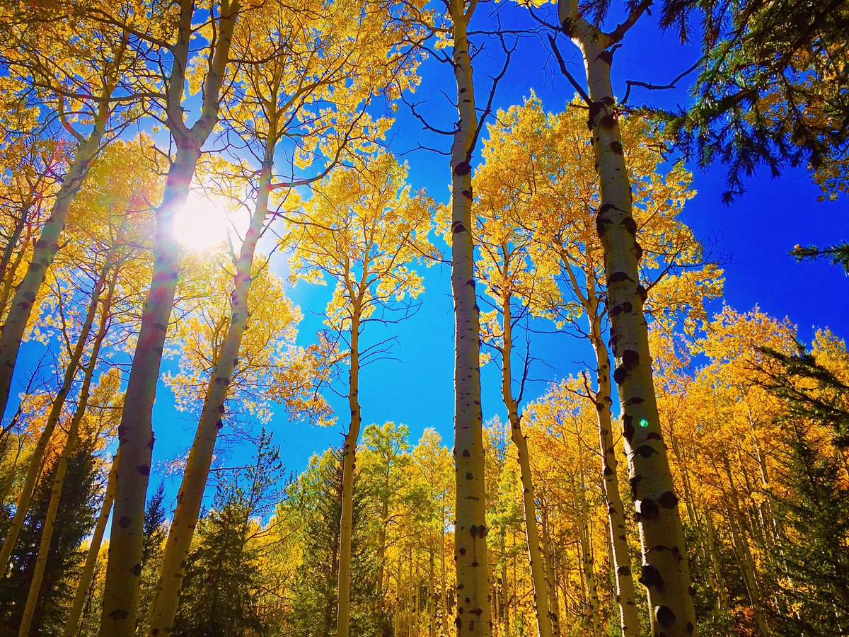 Missing the Fall Hikes 🍁 #colorado #rockymountains #coloradophotography #explorecolorado #coloradosprings #visitcolorado #coloradofall #scenicwalk #mountains #fallhike #hiking #hikingadventures #fall #fallcolors #nature #scenic #scenicphotography #scenery #outdoors #photography