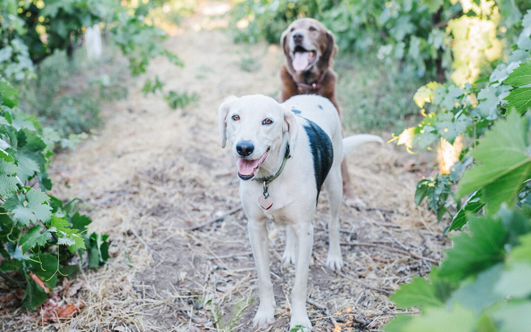 NEW on the lodigrowers.com #blog: CALL FOR “THE FARMER’S DOG” STORIES by Lodi Winegrape Commission <a href="/Lodi_Wine/">Lodi Wine</a> 
lodigrowers.com/call-for-the-f…