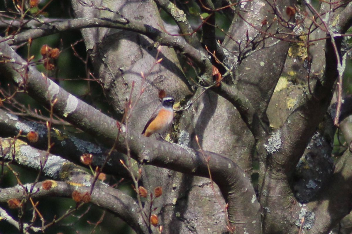 Jamie Cedar tweet media