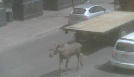 Jaybellca's tweet photo. @SZandboer @KimZandboer They at least look a little more natural than the one I saw from my office window in 2010 running down 9th avenue downtown.  Year old male. https://t.co/znnGw3rkH0