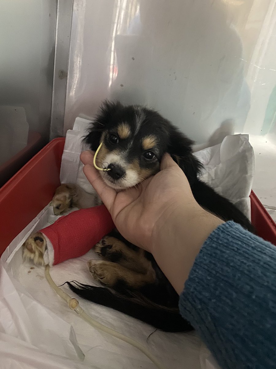 perrosdemalaga's tweet photo. JACK sigue con nosotros, pero no está bien
Sabemos que estáis muy implicados en su caso, y por eso queremos ser lo más sinceros posible
El parvovirus es así, ver si el animal puede con la enfermedad, tratar todos los síntomas, vigilarlos 24 horas y analizar cada pequeño cambio... https://t.co/nSSGE3sYLr