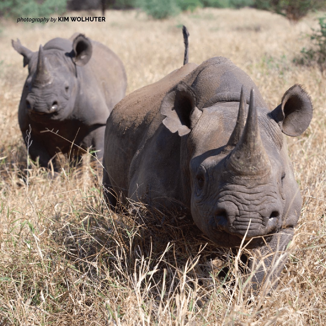 AWF_Official's tweet photo. Retweet if you believe rhino horn belongs only to rhinos! https://t.co/j1ZSmCinZt https://t.co/EYod2U0SSJ