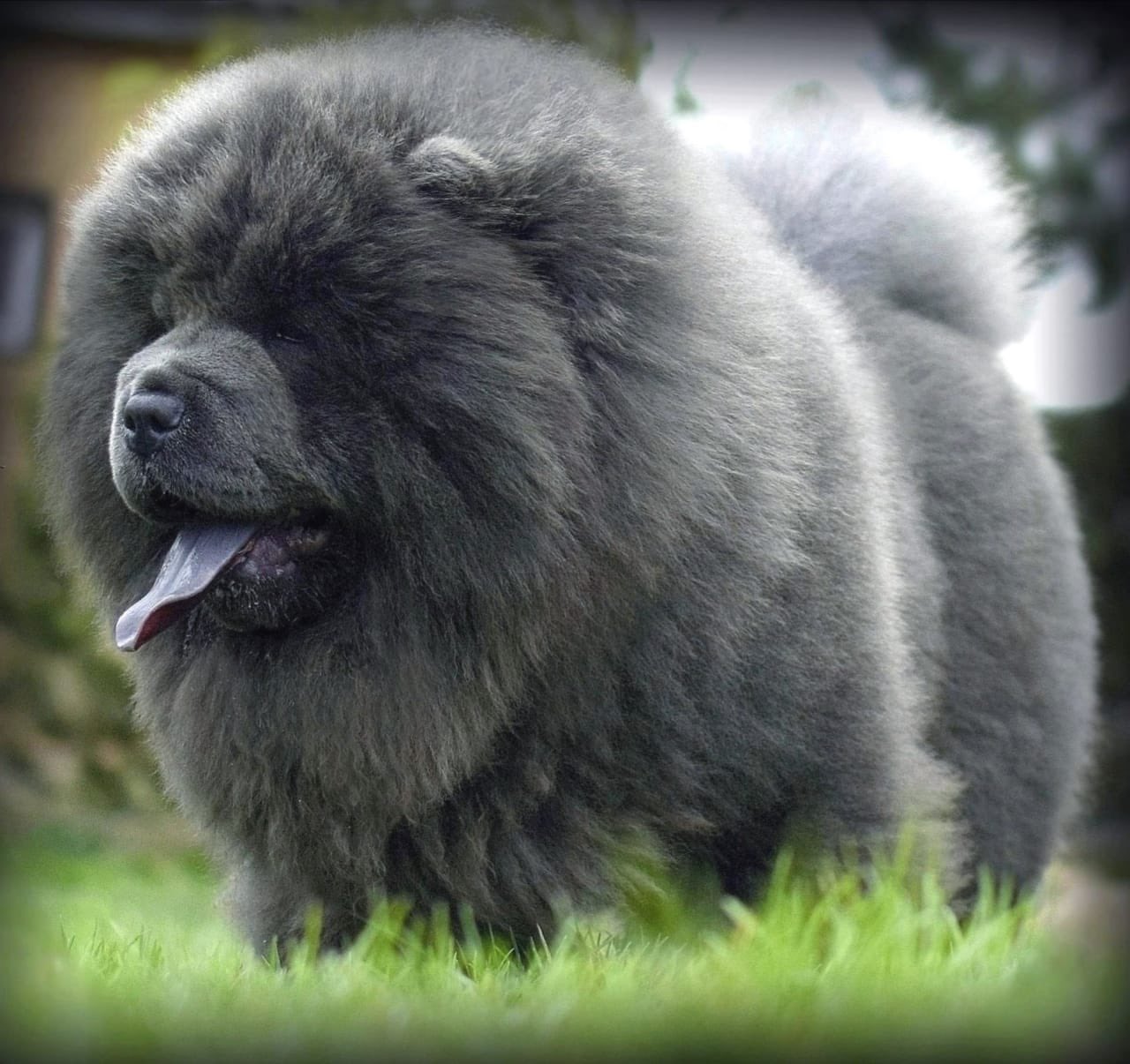 Blue chow top chow price