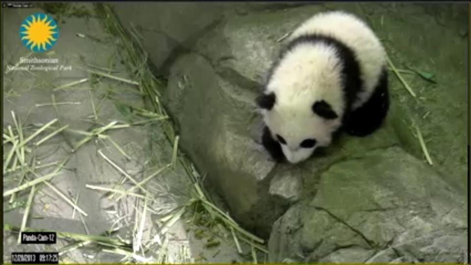 pinkypanda0823's tweet photo. Here’s a #MiniPandaMonday memory of me, 7 years ago today!! 1/2 https://t.co/jzqM9sZVyP