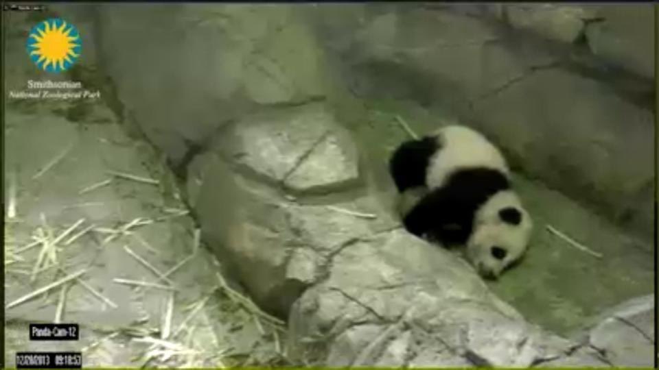 pinkypanda0823's tweet photo. Here’s a #MiniPandaMonday memory of me, 7 years ago today!! 1/2 https://t.co/jzqM9sZVyP