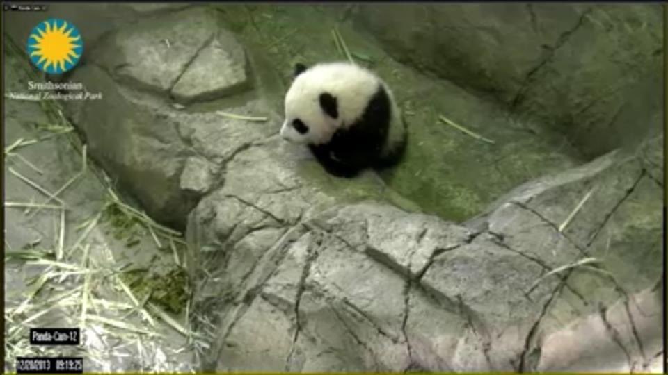 pinkypanda0823's tweet photo. Here’s a #MiniPandaMonday memory of me, 7 years ago today!! 1/2 https://t.co/jzqM9sZVyP