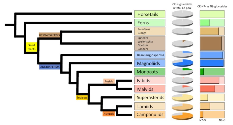 First, the content of CKNGs was measured in >100 plant species. There is an increasing trend in how much CKNGs make up of total CKs. The ratio of N7 and N9 glucosides, on the other hand, shows no trend.