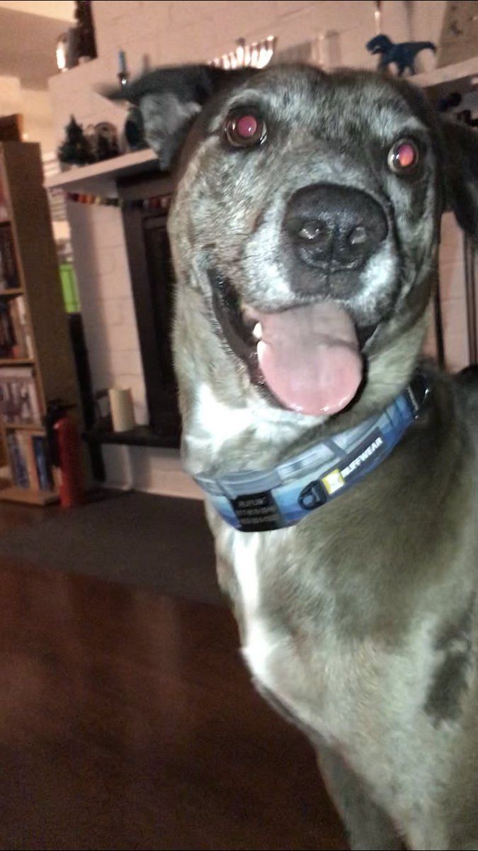 Rufus the happy demon dog