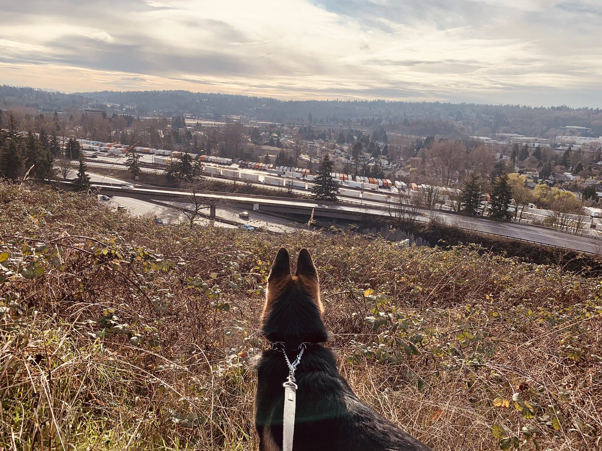 5. I like to find neighborhoods I haven’t explored on foot before and walk my dog around. The steps, fresh air, and excited puppy help my mood for sure. Added benefit of letting me visit every corner of my district 