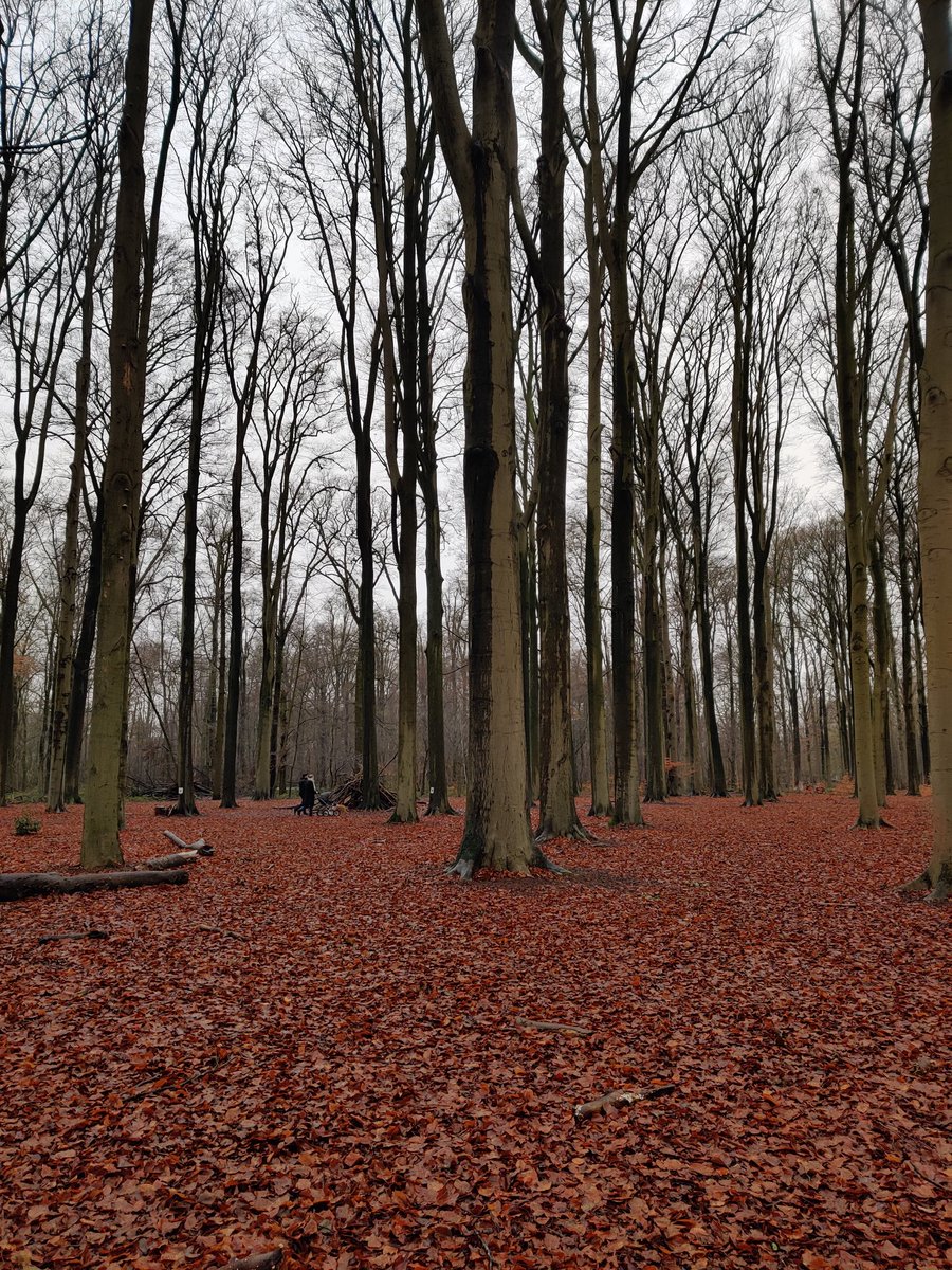 Onderweg #walk in the #park #nature #trees #winter #rainyday #photo #photograghy #inbetween #bomen #foto #fotografie