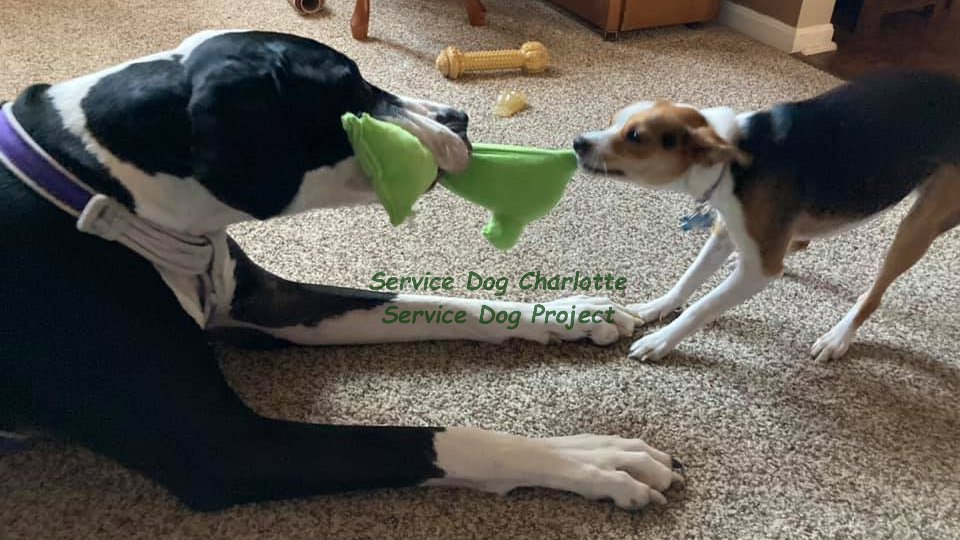 ServiceDogPr's tweet photo. Many of our Great Danes--#ServiceDogs, #TherapyDogs, and #PerfectPets--live with other animals. They often become great friends and playmates!
#Dogs #DogsOfTwitter #GreatDane #BigDog #LittleDog #Cats #Friends #Playtime #MondayThoughts https://t.co/oiOkRs3QjS