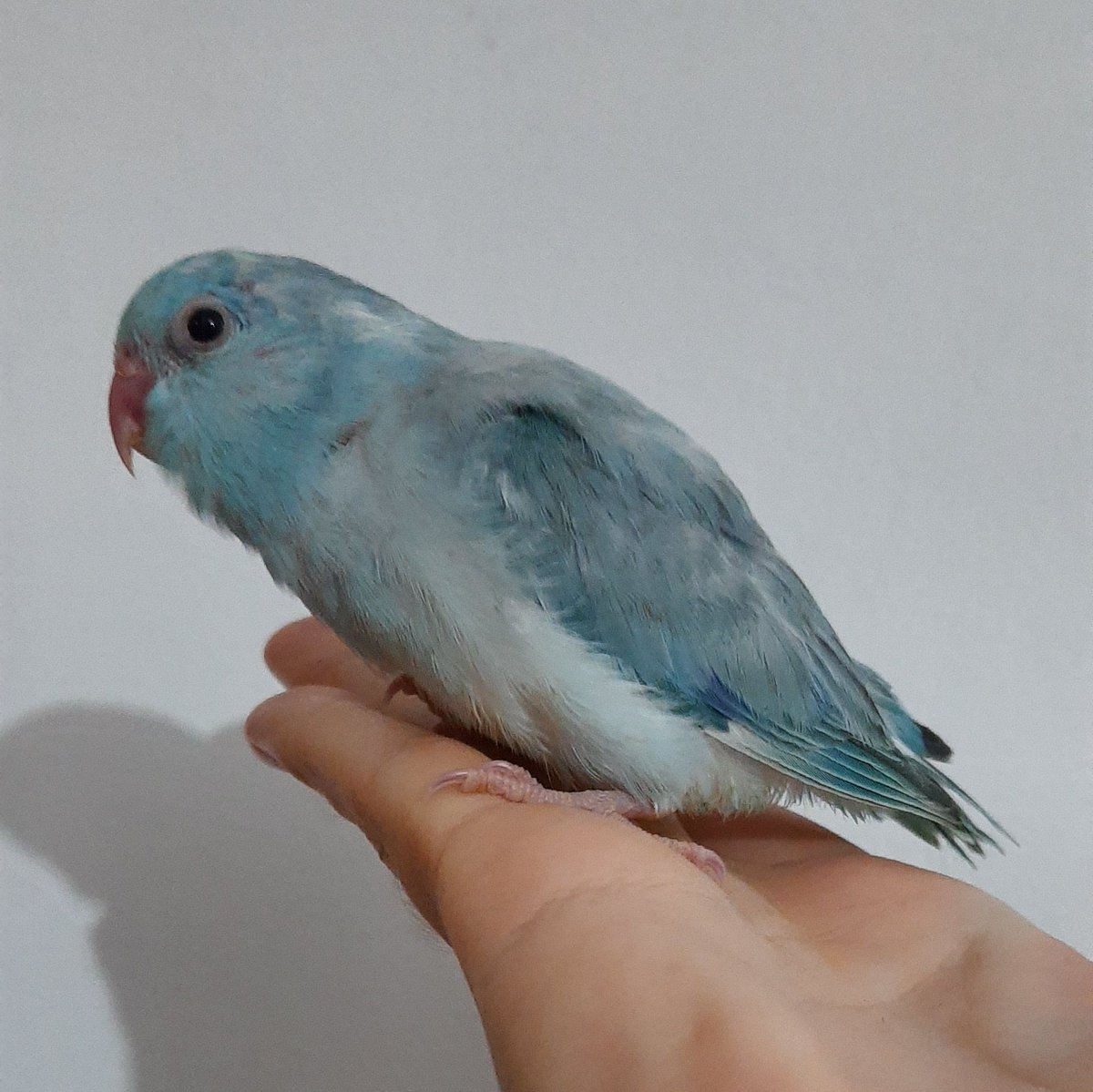ForpusTurkiye's tweet photo. Mavi pied dişi yavru forpus papağanı https://t.co/t4TiiNK6Bf