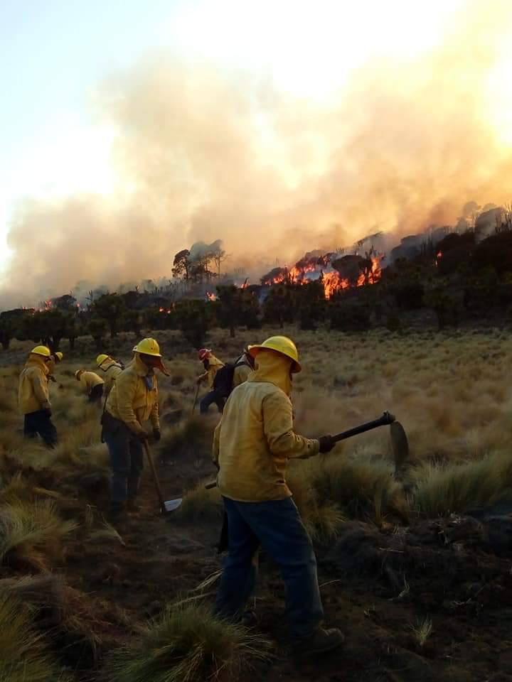 #Boletín 📸📰: Del 12 de diciembre a la fecha se registraron cuatro incendios forestales, que fueron atendidos oportunamente por las brigadas de #IncendiosForestales de la SMADSOT y en coordinación con <a href="/CONANP_mx/">CONANP</a> , <a href="/CONAFOR/">CONAFOR</a>  y @PC_Estatal.
💻: bit.ly/3hmQrse