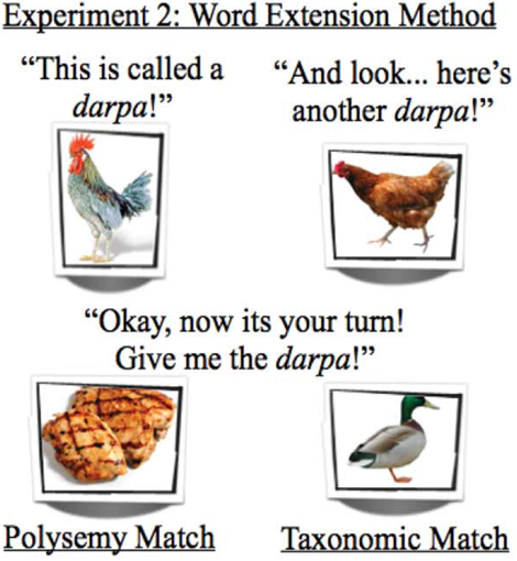 Here's an example from Srinivasan & Snedeker (2014). Kids hear the word 'darpa' paired with a chicken twice, and then have to choose to apply it to a duck (visually + taxonomically similar) or grilled chicken (dissimilar but linked through polysemy). They apply it to the meat. 8/