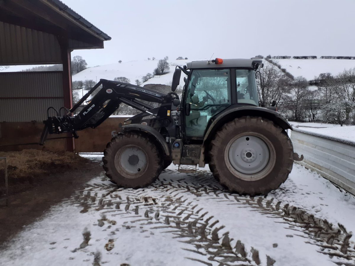 dan_lydiate's tweet photo. Fresh bedding for the llaithddu herd @Welsh_Blacks @MF_EAME 5713s doing all the lifting πͺπ» happy cows π π#welshback #snow #hillfarm #freshbedding https://t.co/PqBtgjlLmv