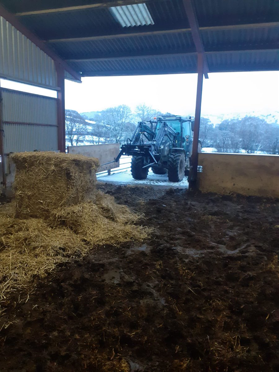 dan_lydiate's tweet photo. Fresh bedding for the llaithddu herd @Welsh_Blacks @MF_EAME 5713s doing all the lifting πͺπ» happy cows π π#welshback #snow #hillfarm #freshbedding https://t.co/PqBtgjlLmv