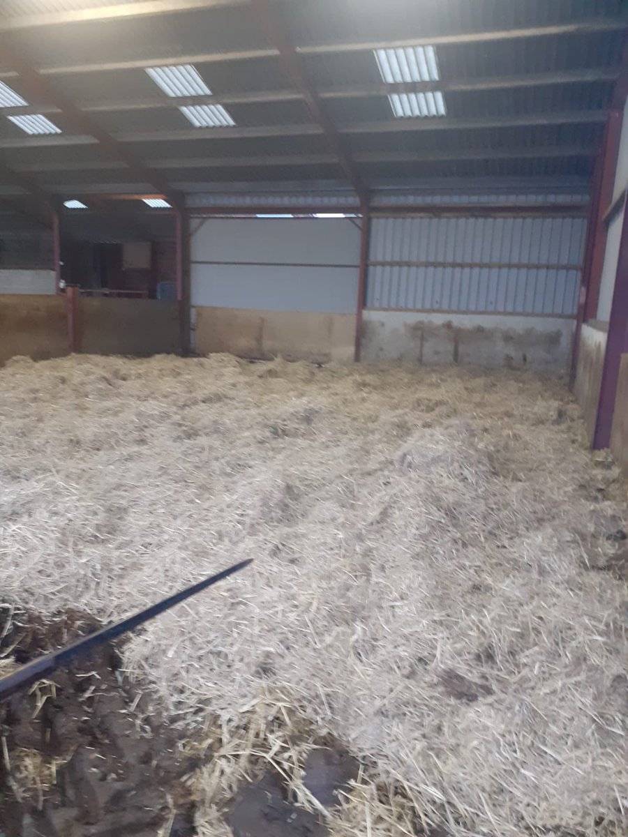 dan_lydiate's tweet photo. Fresh bedding for the llaithddu herd @Welsh_Blacks @MF_EAME 5713s doing all the lifting πͺπ» happy cows π π#welshback #snow #hillfarm #freshbedding https://t.co/PqBtgjlLmv