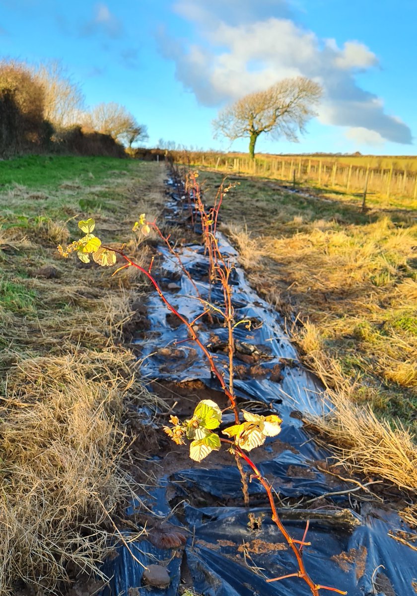 WildseaFruit's tweet photo. The new raspberry plants enjoying a (very brief) bit of sunshine this afternoon. They may not look much at the moment, but come the summer they'll be dripping with delicious Devon fruit!

#wildsea #wildseadrinks #devon #northdevon #devondrinks #softdrinks #mixers #localfarm https://t.co/mviueWpPLk