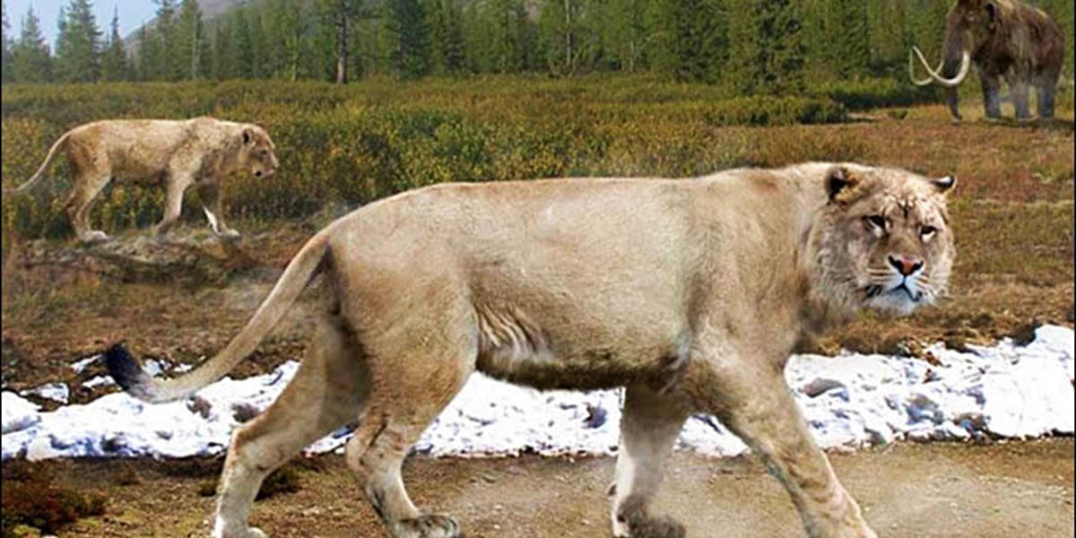 American LionThis cat was 25% larger than modern lions, and its fossils have been found from Mexico up to Alaska