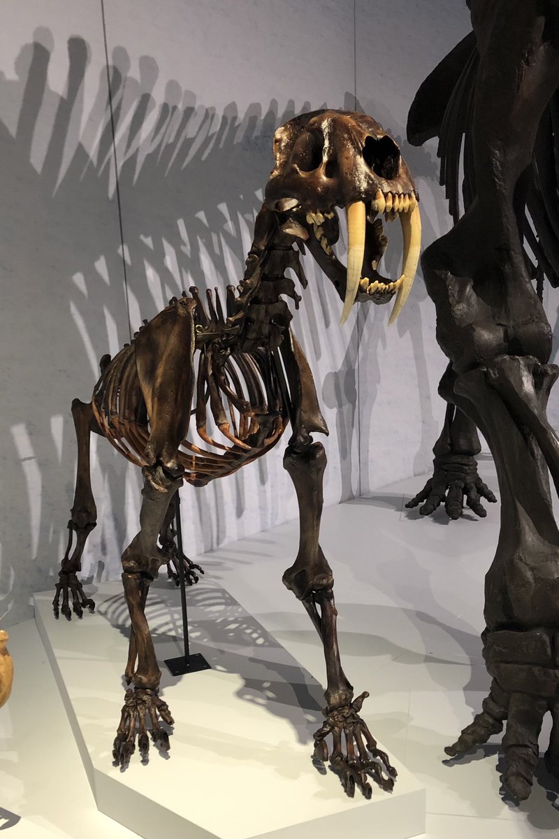 Sabre-toothed tiger Aka Smilodom, used its large canine teeth (up to 11” in length) to prey on large herbivores, such as camels and bison. This apex predator often fell victim to tar pits.